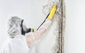 Why You Should Choose Our Mold Remediation Services in Lake Charles, LA